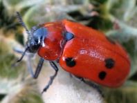 Tituboea sexmaculata