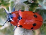 Tituboea sexmaculata