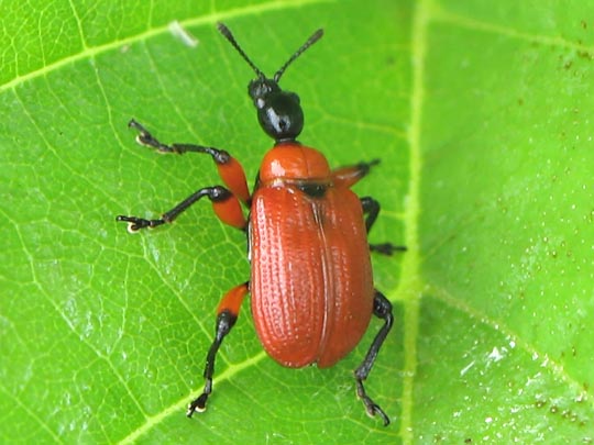 Apoderus coryli, Haselblattroller