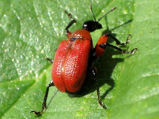 Apoderus coryli, Haselblattroller
