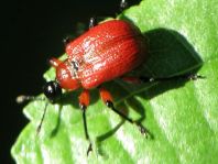 Apoderus coryli, Haselblattroller