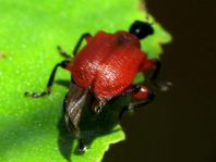 Apoderus coryli, Haselblattroller
