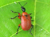 Apoderus coryli, Haselblattroller