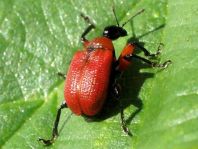 Apoderus coryli, Haselblattroller