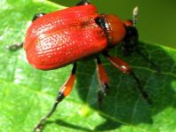 Apoderus coryli, Haselblattroller