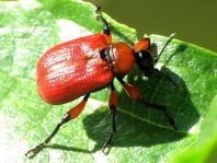 Apoderus coryli, Haselblattroller