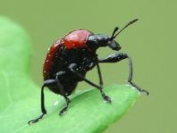 Attelabus nitens