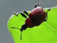 Attelabus nitens