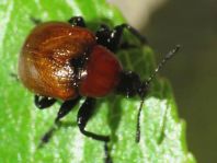 Attelabus nitens