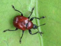 Attelabus nitens