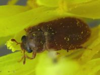Byturus ochraceus