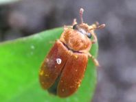 Byturus ochraceus