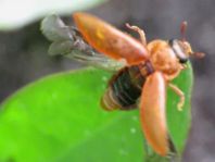 Byturus ochraceus