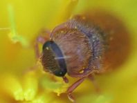 Byturus ochraceus