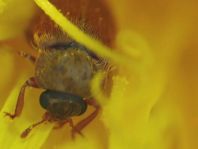 Byturus ochraceus