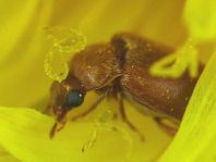 Byturus ochraceus