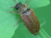 Byturus ochraceus