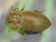 Himbeerkäfer, Byturus tomentosus