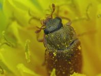 Byturus ochraceus