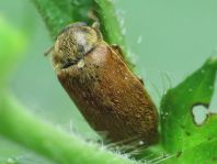Byturus ochraceus