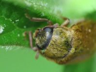 Byturus ochraceus