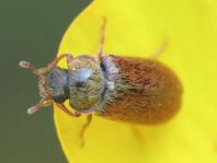 Byturus ochraceus