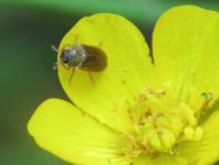 Byturus ochraceus