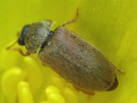 Byturus ochraceus