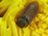 Byturus ochraceus