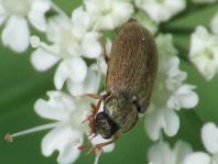 Byturus ochraceus