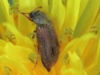 Byturus ochraceus