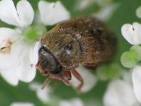 Byturus ochraceus