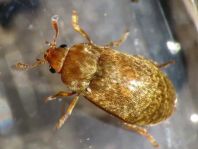 Byturus tomentosus, Himbeerkäfer