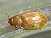 Byturus tomentosus, Himbeerkäfer