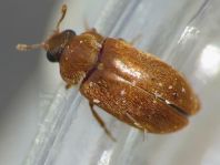Byturus ochraceus