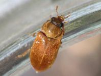 Byturus ochraceus