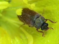 Byturus ochraceus