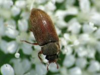 Byturus ochraceus