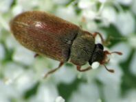 Byturus ochraceus