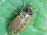 Byturus ochraceus