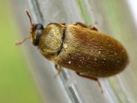 Byturus ochraceus