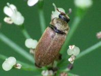 Byturus ochraceus