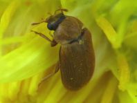 Byturus ochraceus