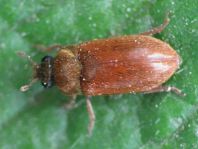 Byturus ochraceus