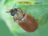 Byturus ochraceus