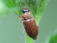 Byturus ochraceus