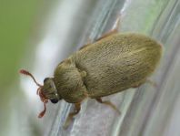 Byturus tomentosus