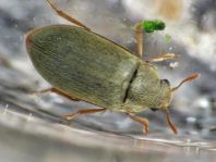 Byturus tomentosus