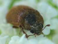 Byturus ochraceus