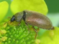 Byturus ochraceus